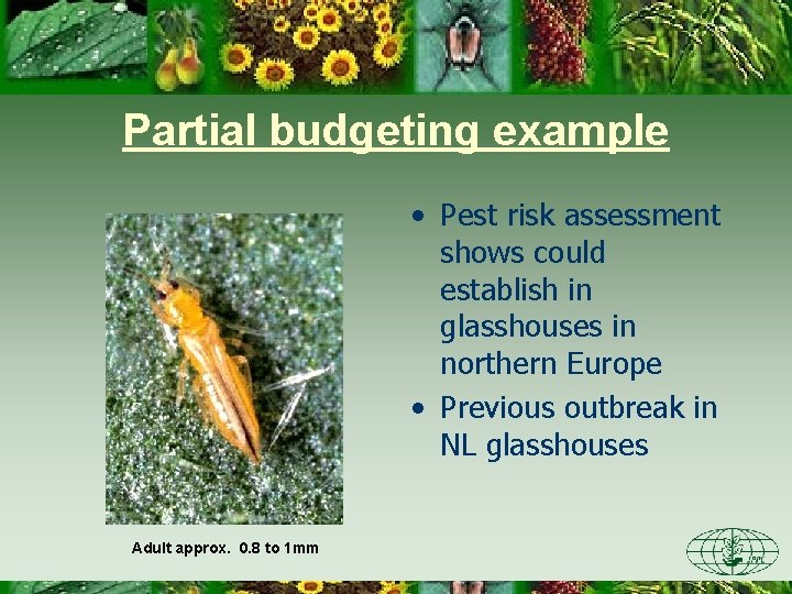 Partial budgeting example • Pest risk assessment shows could establish in glasshouses in northern