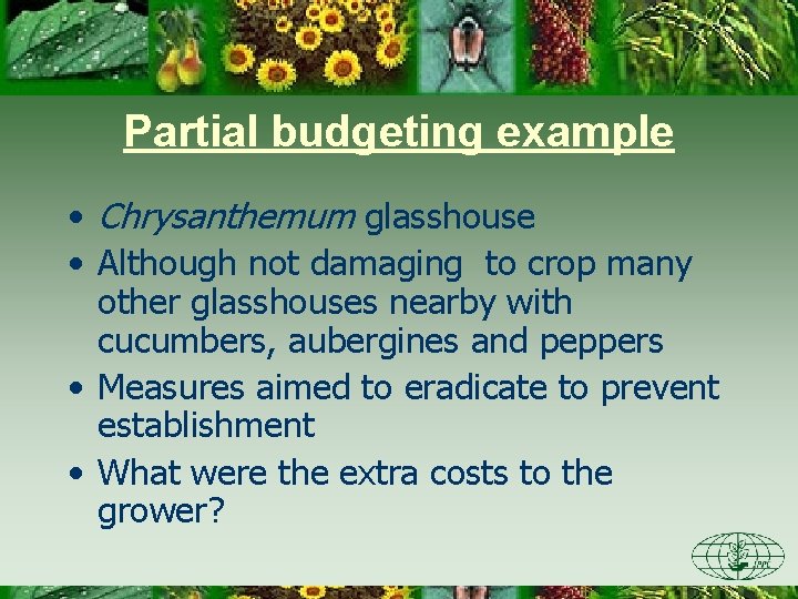 Partial budgeting example • Chrysanthemum glasshouse • Although not damaging to crop many other