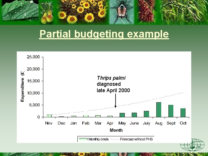 Partial budgeting example Thrips palmi diagnosed late April 2000 