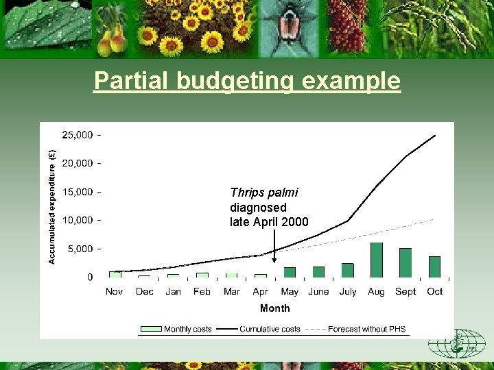 Partial budgeting example Thrips palmi diagnosed late April 2000 