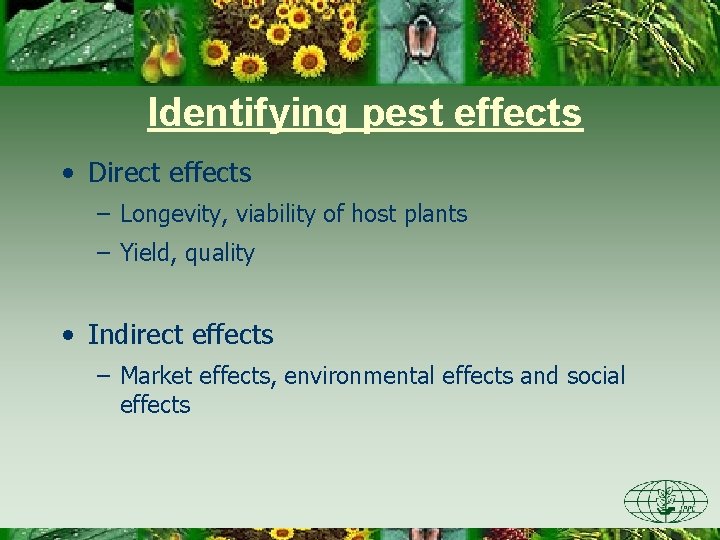 Identifying pest effects • Direct effects – Longevity, viability of host plants – Yield,