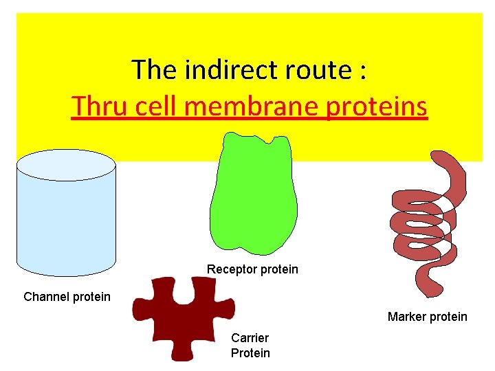 The indirect route : Thru cell membrane proteins Receptor protein Channel protein Marker protein