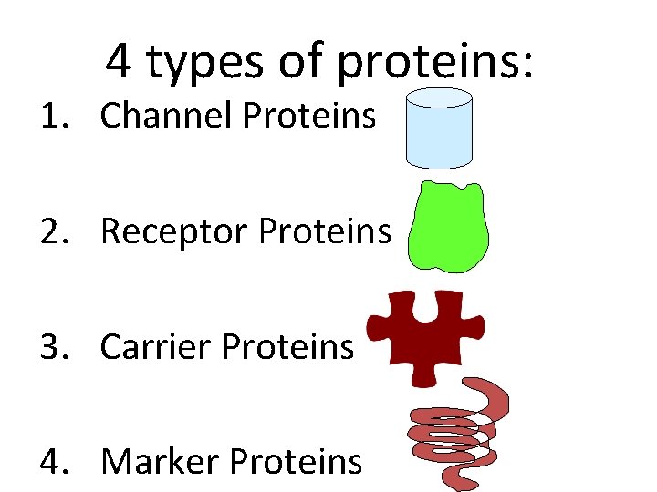 4 types of proteins: 1. Channel Proteins 2. Receptor Proteins 3. Carrier Proteins 4.