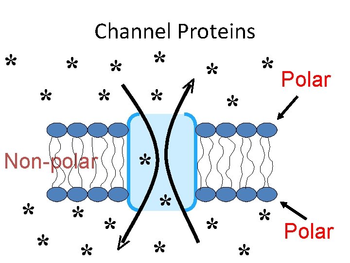 * * * * > Channel Proteins * * * Polar * Non-polar >