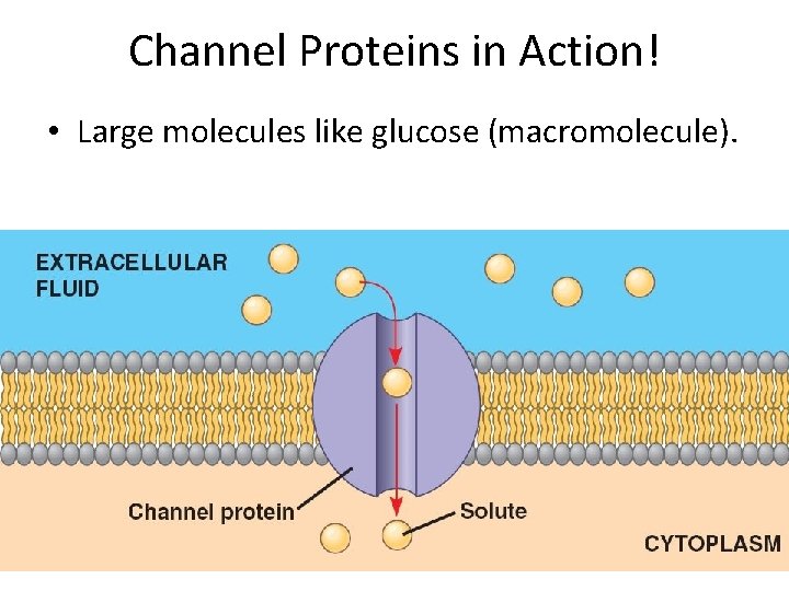 Channel Proteins in Action! • Large molecules like glucose (macromolecule). 