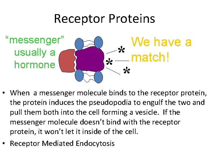 Receptor Proteins “messenger” usually a hormone We have a match! * * * •