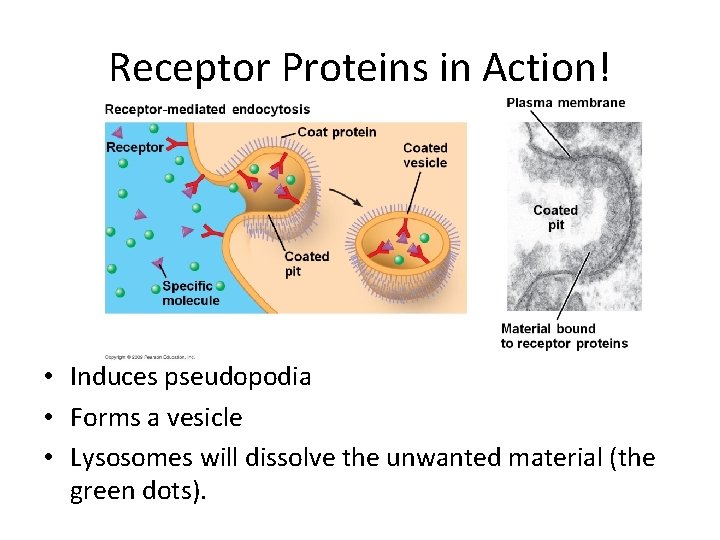 Receptor Proteins in Action! • Induces pseudopodia • Forms a vesicle • Lysosomes will