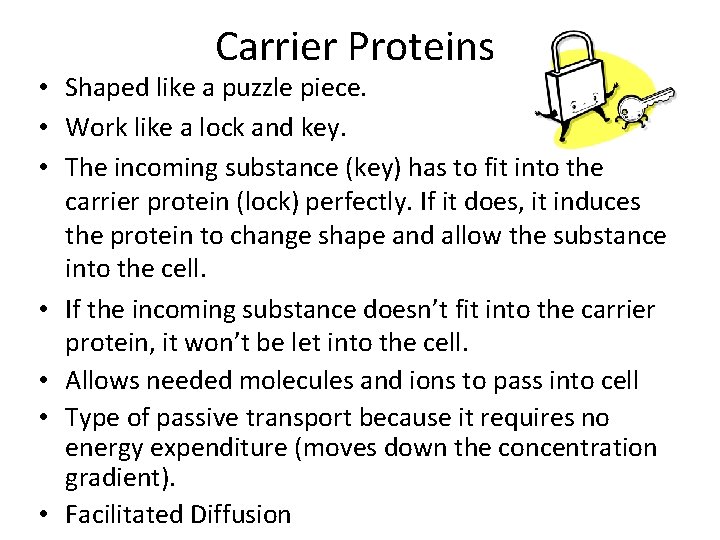 Carrier Proteins • Shaped like a puzzle piece. • Work like a lock and