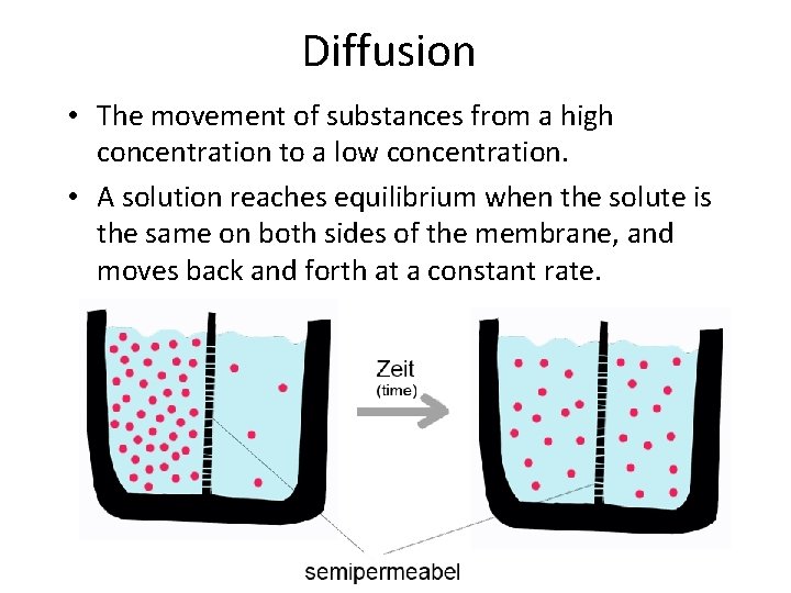 Diffusion • The movement of substances from a high concentration to a low concentration.