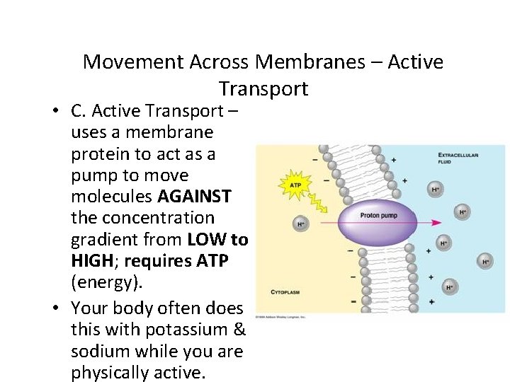 Movement Across Membranes – Active Transport • C. Active Transport – uses a membrane