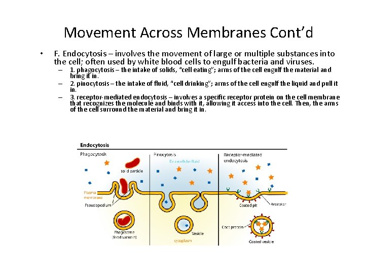 Movement Across Membranes Cont’d • F. Endocytosis – involves the movement of large or