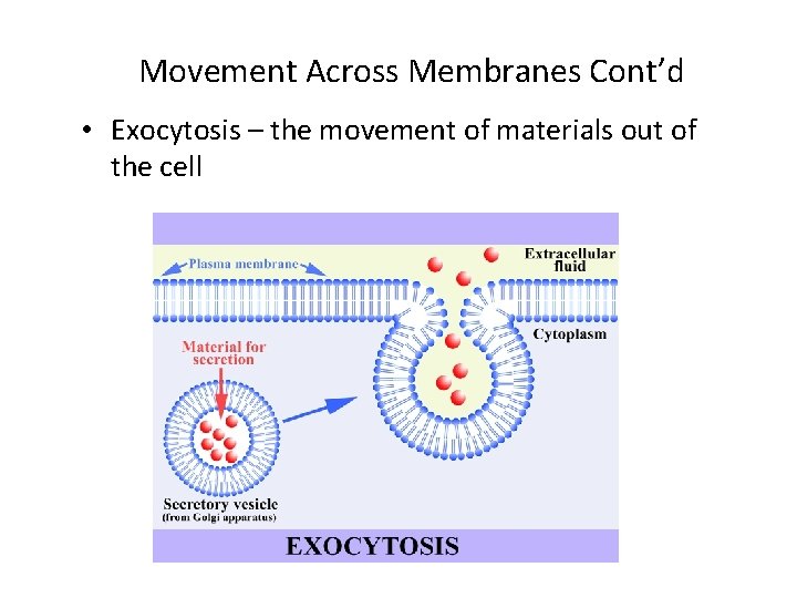 Movement Across Membranes Cont’d • Exocytosis – the movement of materials out of the