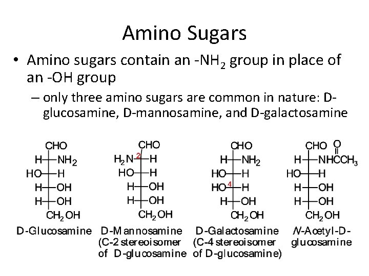 Amino Sugars • Amino sugars contain an -NH 2 group in place of an