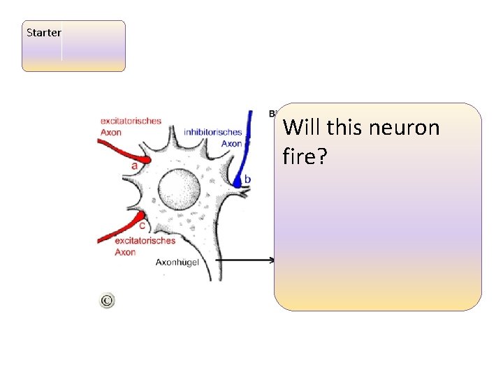 Starter Will this neuron fire? 