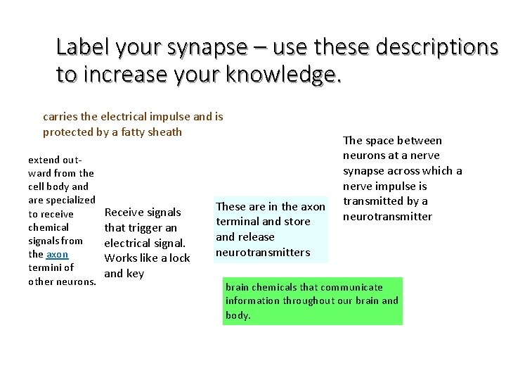 Label your synapse – use these descriptions to increase your knowledge. carries the electrical