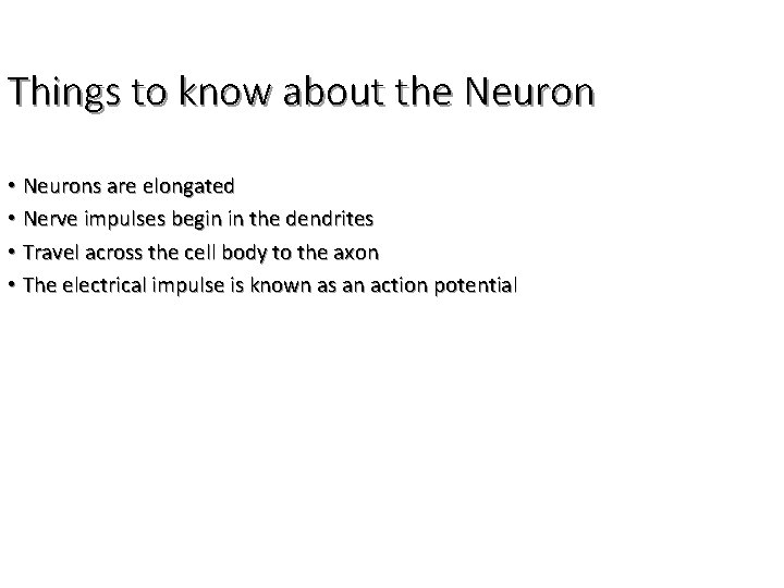 Things to know about the Neuron • Neurons are elongated • Nerve impulses begin