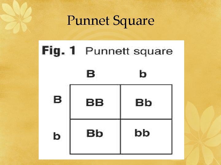 Punnet Square 