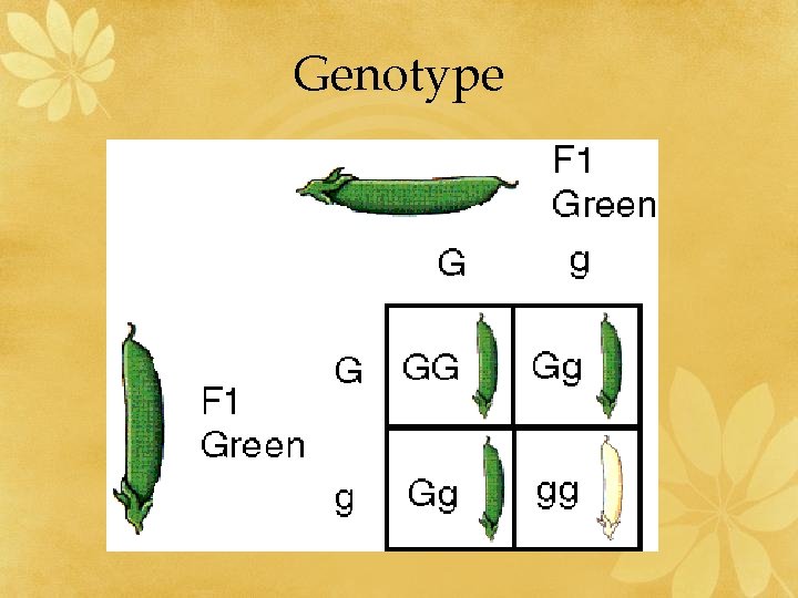 Genotype 