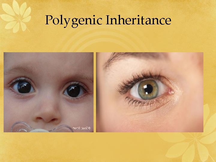 Polygenic Inheritance 