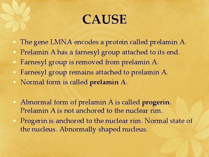 CAUSE • • • The gene LMNA encodes a protein called prelamin A. Prelamin