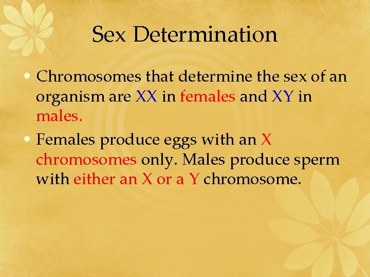 Sex Determination • Chromosomes that determine the sex of an organism are XX in