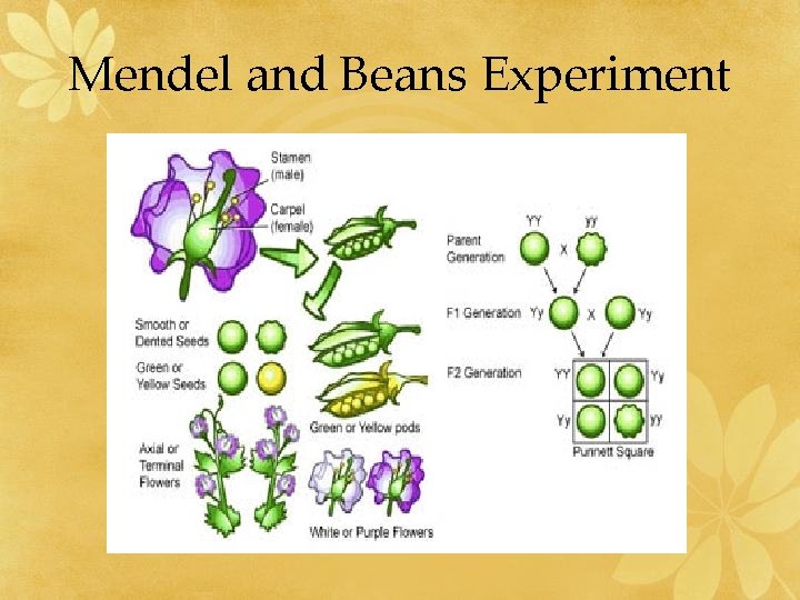 Mendel and Beans Experiment 