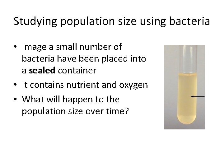 Studying population size using bacteria • Image a small number of bacteria have been