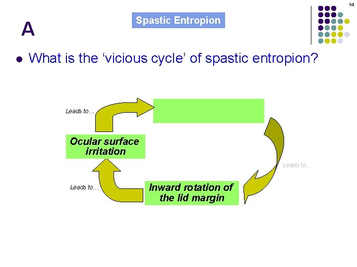 14 Spastic Entropion A l What is the ‘vicious cycle’ of spastic entropion? Leads