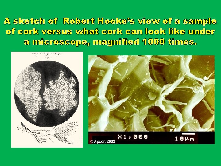 A sketch of Robert Hooke’s view of a sample of cork versus what cork A sketch of Robert Hooke’s view of a sample of cork versus what cork