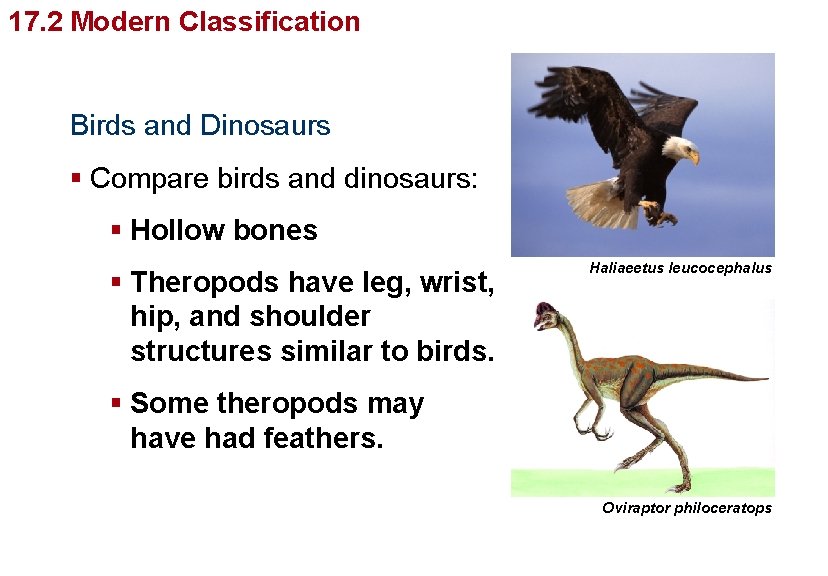 Organizing Life’s Diversity 17. 2 Modern Classification Birds and Dinosaurs § Compare birds and