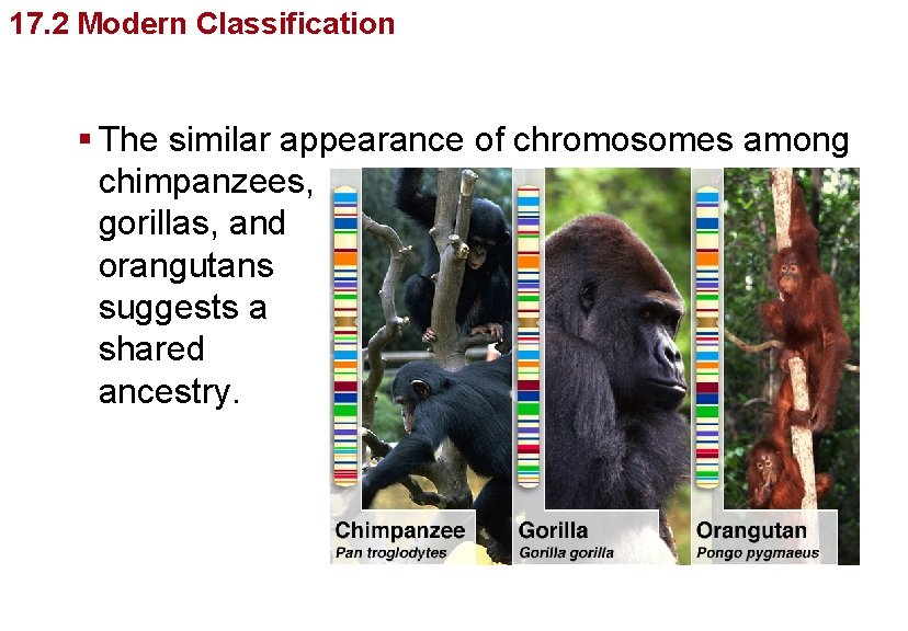 Organizing Life’s Diversity 17. 2 Modern Classification § The similar appearance of chromosomes among