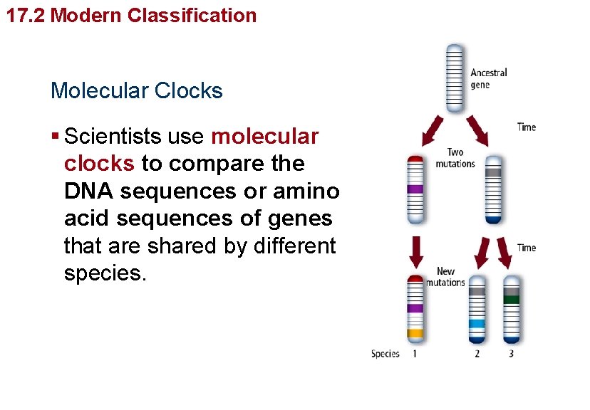 Organizing Life’s Diversity 17. 2 Modern Classification Molecular Clocks § Scientists use molecular clocks