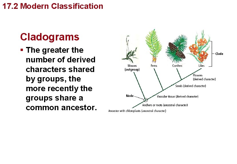 Organizing Life’s Diversity 17. 2 Modern Classification Cladograms § The greater the number of