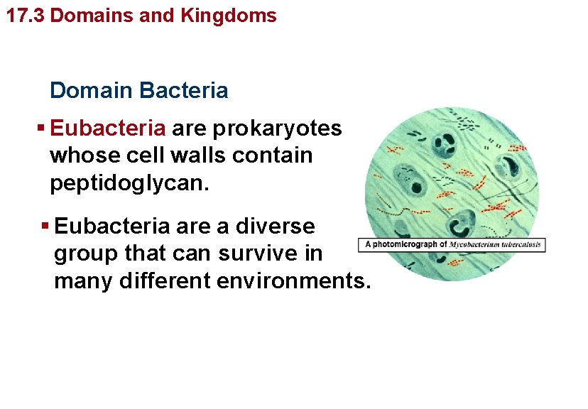 Organizing Diversity 17. 3 Domains and. Life’s Kingdoms Domain Bacteria § Eubacteria are prokaryotes