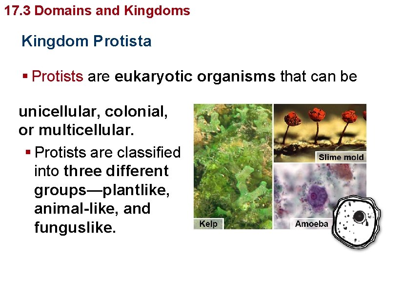 Organizing Diversity 17. 3 Domains and. Life’s Kingdom Protista § Protists are eukaryotic organisms