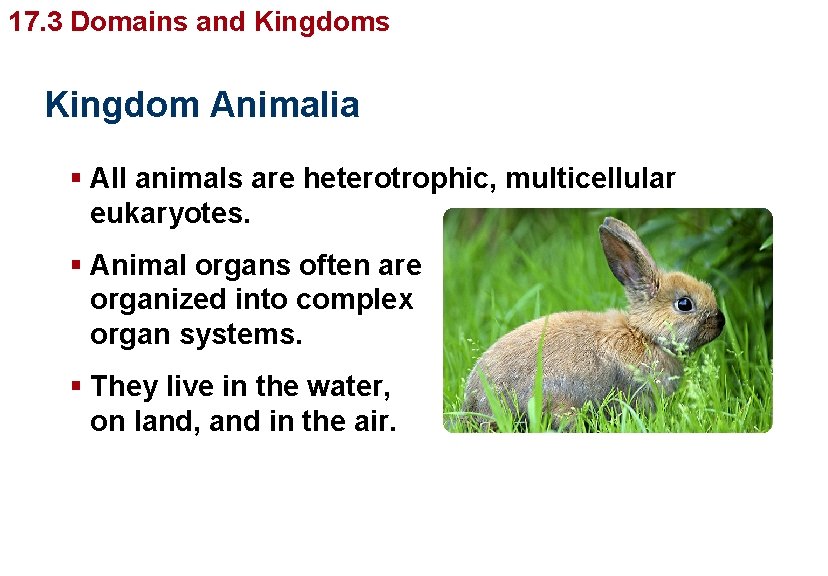 Organizing Diversity 17. 3 Domains and. Life’s Kingdom Animalia § All animals are heterotrophic,