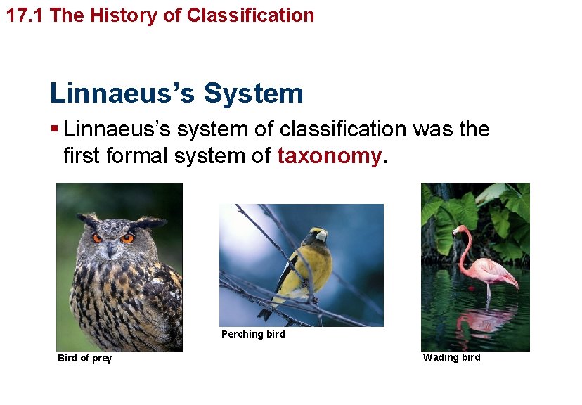 Organizingof Life’s Diversity 17. 1 The History Classification Linnaeus’s System § Linnaeus’s system of