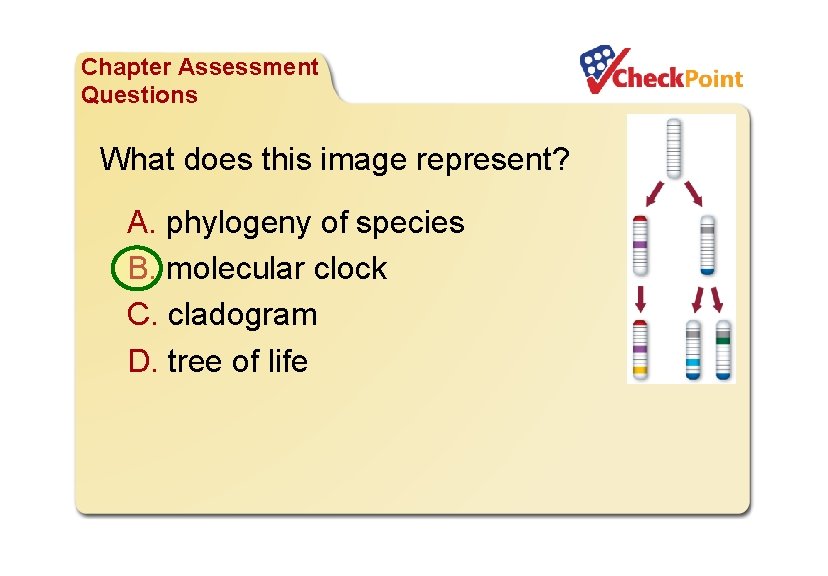 Organizing Life’s Diversity Chapter Assessment Questions What does this image represent? A. phylogeny of