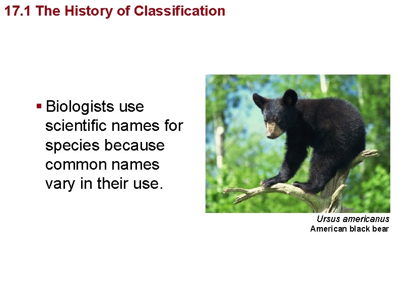 Organizingof Life’s Diversity 17. 1 The History Classification § Biologists use scientific names for