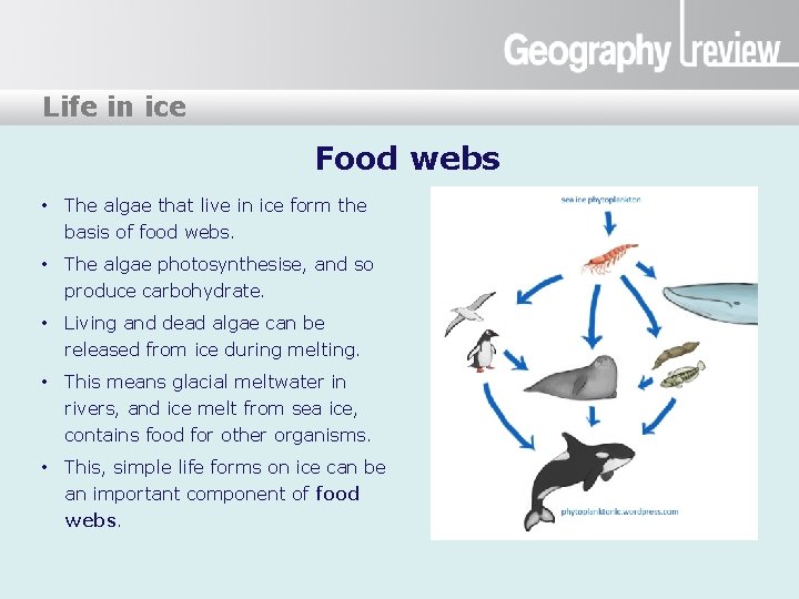 Life ice? Lifeinin ice Food webs • The algae that live in ice form