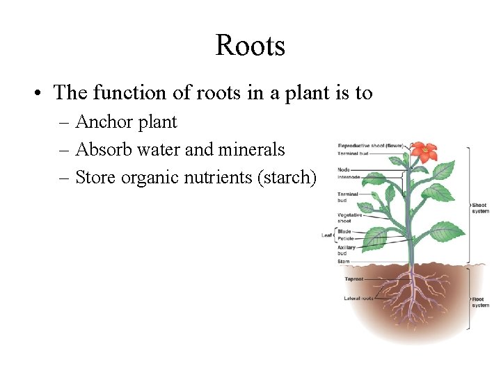 Plant Structures AP Biology Unit 5 Extreme Plants