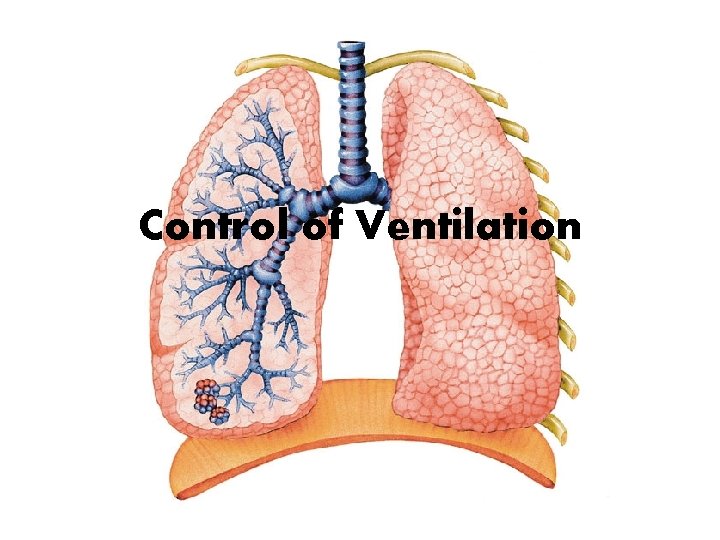 Control of Ventilation 