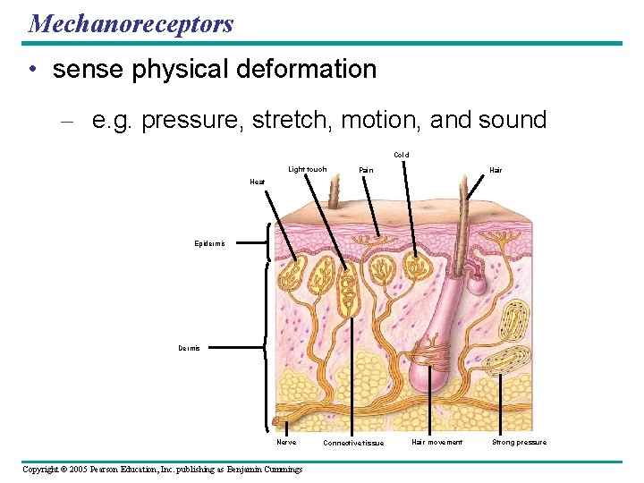 Mechanoreceptors • sense physical deformation – e. g. pressure, stretch, motion, and sound Cold