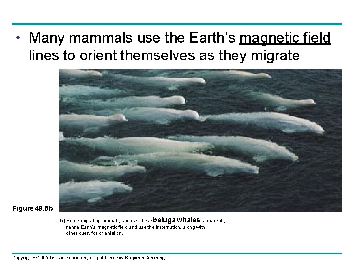  • Many mammals use the Earth’s magnetic field lines to orient themselves as