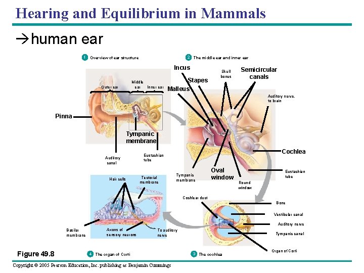 Hearing and Equilibrium in Mammals human ear 1 2 The middle ear and inner