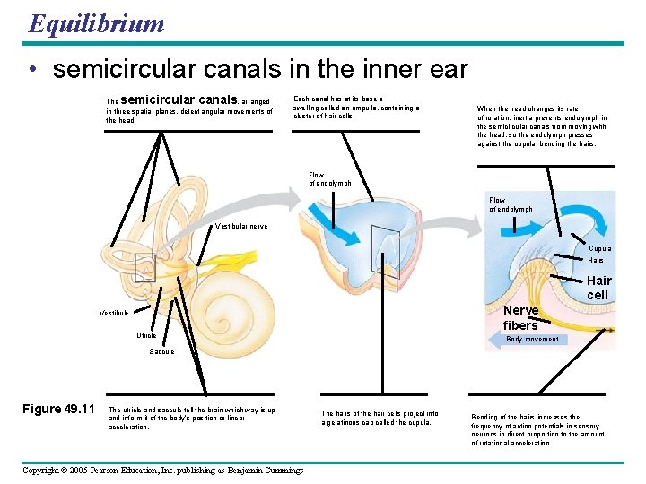 Equilibrium • semicircular canals in the inner ear semicircular canals The , arranged in