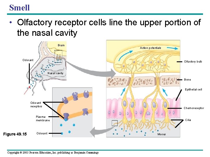 Smell • Olfactory receptor cells line the upper portion of the nasal cavity Brain