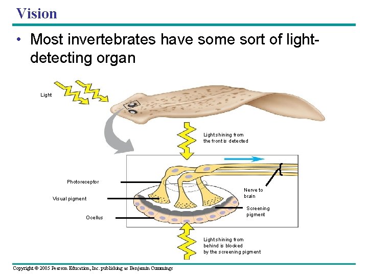 Vision • Most invertebrates have some sort of lightdetecting organ Light shining from the