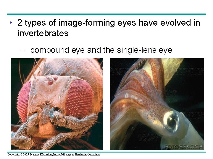  • 2 types of image-forming eyes have evolved in invertebrates – compound eye