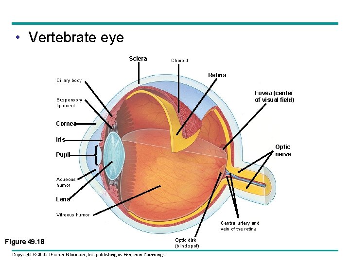  • Vertebrate eye Sclera Choroid Retina Ciliary body Fovea (center of visual field)